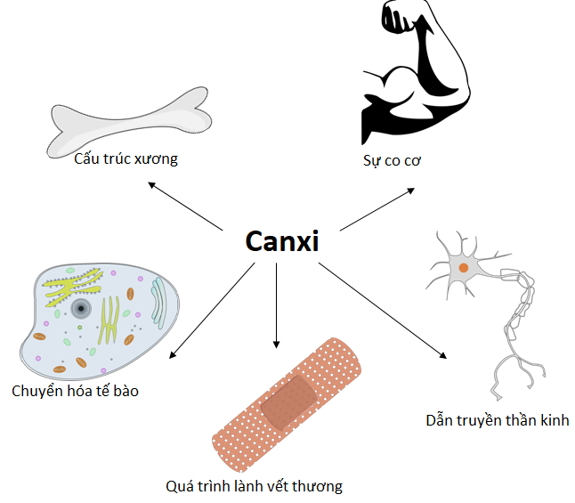 hop-chat-nao-cua-canxi-duoc-dung-de-duc-tuong-bo-bot-khi-gay-xuong-1-1733676858.png