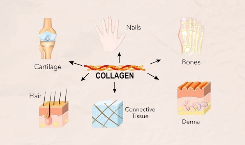 nen-uong-collagen-khi-nao-2-1733673800.jpg