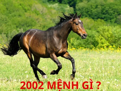 Năm 2002 Mệnh Gì? Tử Vi Và Phong Thủy Cho Người Sinh Năm 2002