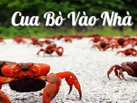 Cua bò vào nhà báo hiệu điềm lành hay dữ? Lời giải đáp chính xác từ chuyên gia